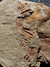 Trilobita Fóssil Parabathycheilus REF003 - comprar online