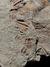 Trilobita Fóssil Parabathycheilus REF003 na internet