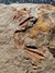 Trilobita Fóssil Parabathycheilus REF003 - loja online