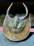 Trilobita Fóssil Harpes REF003 - comprar online