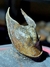 Trilobita Fóssil Harpes REF003