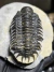Imagem do Trilobita Fóssil Crotalocephalus REF024
