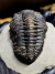Imagem do Trilobita Fóssil Pedinopariops REF007