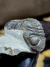 Trilobita Fóssil Pedinopariops REF008 na internet