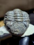 Trilobita Fóssil Pedinopariops REF008 - Fósseis Brasil