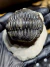 Trilobita Fóssil Pedinopariops REF009 - comprar online