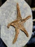 Estrelas-do-mar Fóssil REF013 na internet