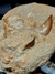 Dente de Mosassauro Fóssil REF224 - Fósseis Brasil