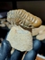 Trilobita Fóssil Crotalocephalina REF025