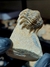 Trilobita Fóssil Crotalocephalina REF025 na internet