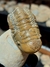 Trilobita Fóssil Crotalocephalina REF025 - Fósseis Brasil