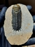 Trilobita Fóssil Crotalocephalina REF028