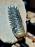 Trilobita Fóssil Crotalocephalina REF028 - comprar online