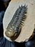 Trilobita Fóssil Crotalocephalina REF028 na internet