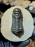 Trilobita Fóssil Crotalocephalina REF029