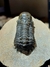 Trilobita Fóssil Crotalocephalina REF029 - Fósseis Brasil