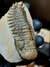Trilobita Fóssil Crotalocephalina REF030 - comprar online