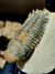 Trilobita Fóssil Crotalocephalina REF030 na internet