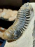 Trilobita Fóssil Crotalocephalina REF031 na internet
