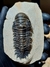 Trilobita Fóssil Crotalocephalina REF032