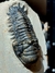 Trilobita Fóssil Crotalocephalina REF032 - comprar online