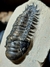 Trilobita Fóssil Crotalocephalina REF032 na internet