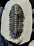 Trilobita Fóssil Crotalocephalina REF032 - Fósseis Brasil