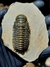 Trilobita Fóssil Crotalocephalina REF035