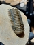 Trilobita Fóssil Crotalocephalina REF035 - comprar online