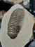 Trilobita Fóssil Crotalocephalina REF035 na internet