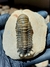 Trilobita Fóssil Crotalocephalina REF036