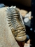 Trilobita Fóssil Crotalocephalina REF036 - comprar online