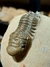 Trilobita Fóssil Crotalocephalina REF036 na internet