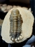 Trilobita Fóssil Crotalocephalina REF036 - Fósseis Brasil