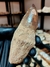 Dente de Mosassauro Fóssil REF235