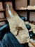 Dente de Mosassauro Fóssil REF235 - comprar online