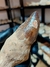 Dente de Mosassauro Fóssil REF235 na internet