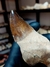 Dente de Mosassauro Fóssil REF235 - Fósseis Brasil
