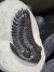 Trilobita Fóssil Hollardops REF081 - Fósseis Brasil