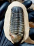 Trilobita Fóssil Reedops REF020