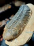 Trilobita Fóssil Reedops REF020 na internet