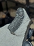 Trilobita Fóssil Phacops REF100 na internet