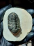 Trilobita Fóssil Phacops REF104
