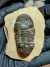 Trilobita Fóssil Paralejurus REF008