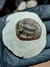 Trilobita Fóssil Scabriscutellum REF010