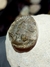 Trilobita Fóssil Scabriscutellum REF010 na internet