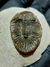 Trilobita Fóssil Scabriscutellum REF010 - Fósseis Brasil