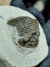 Trilobita Fóssil Scabriscutellum REF011 - comprar online