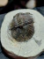 Trilobita Fóssil Scabriscutellum REF011 - Fósseis Brasil