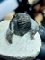 Trilobita Fóssil Cornoproetus REF015 - Fósseis Brasil